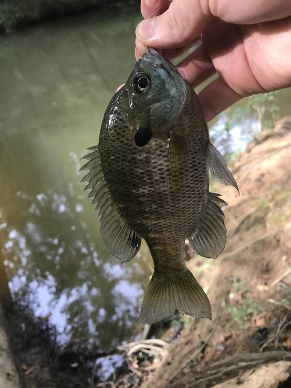 Bluegill in Liberty