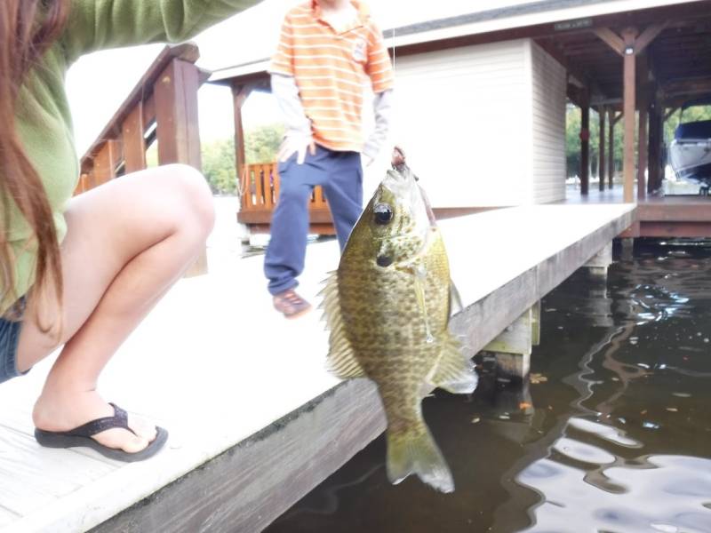 Bluegill in Louisa County