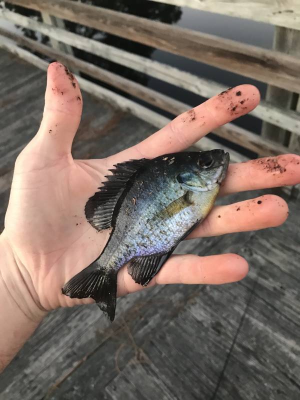 Bluegill in Maxton