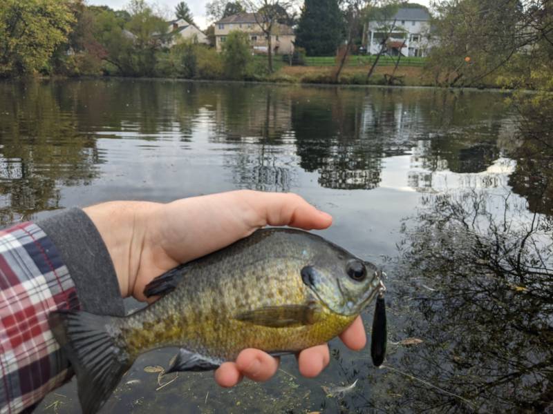 Bluegill in Newfield