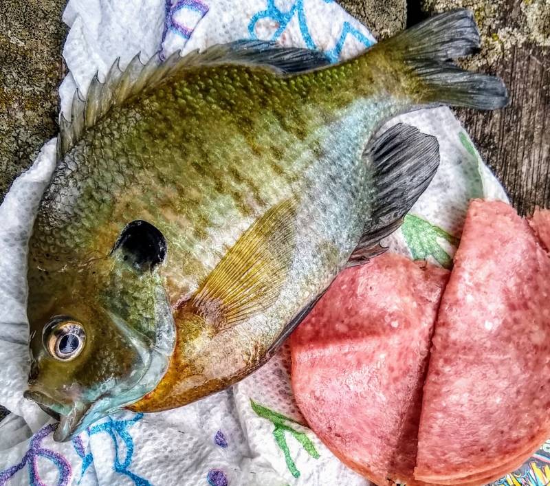 Bluegill in Racine