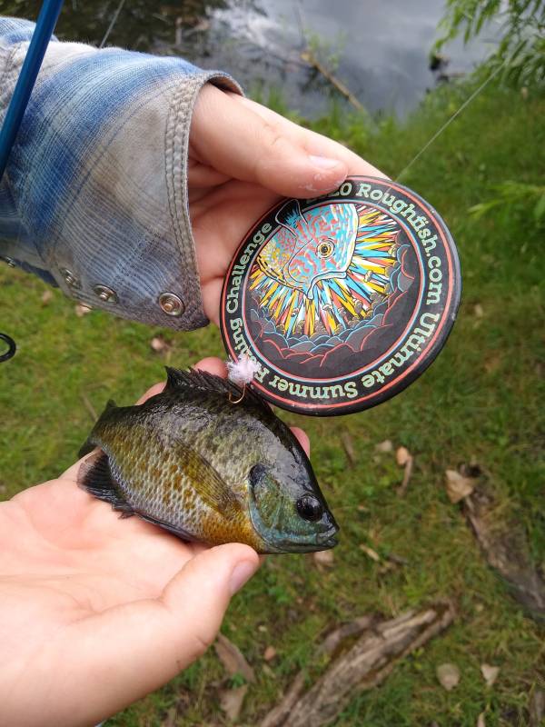 Bluegill in Aurora