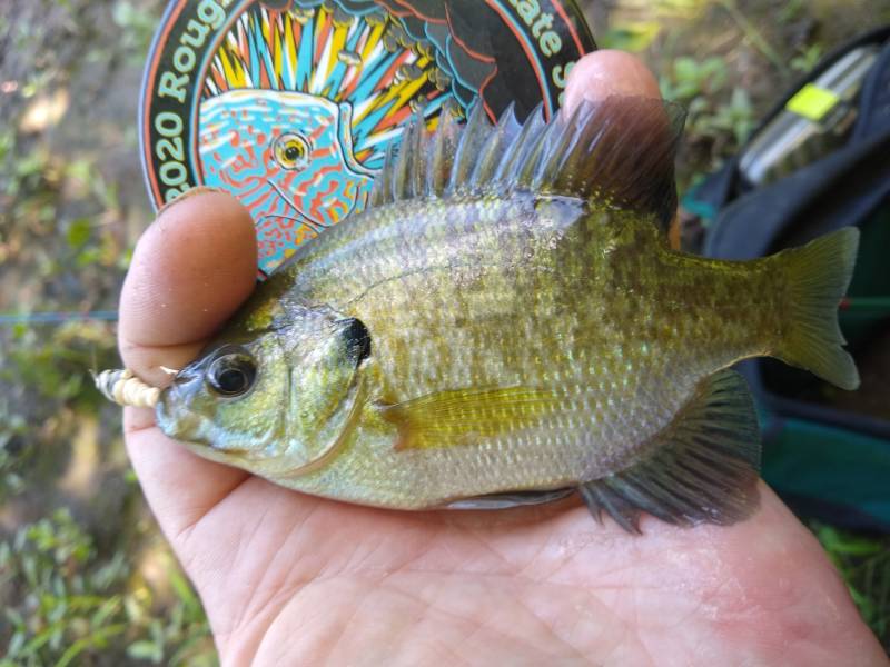 Bluegill in Aurora