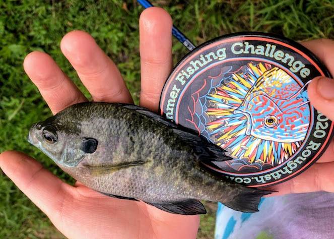 Bluegill in Aurora