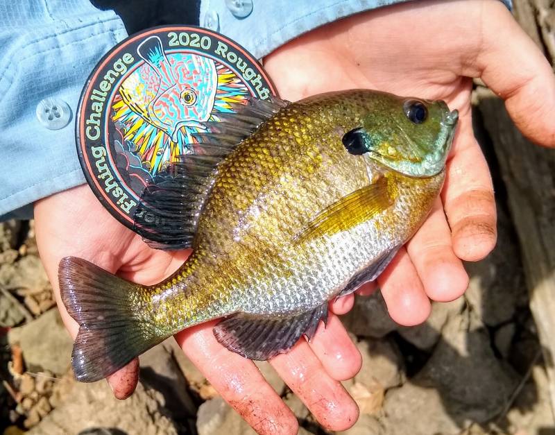 Bluegill in Indiana