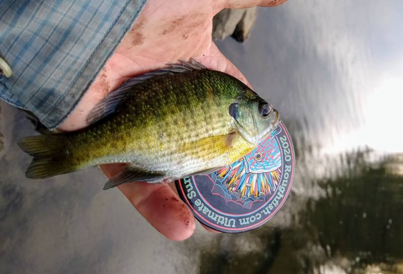 Bluegill in Orland Park