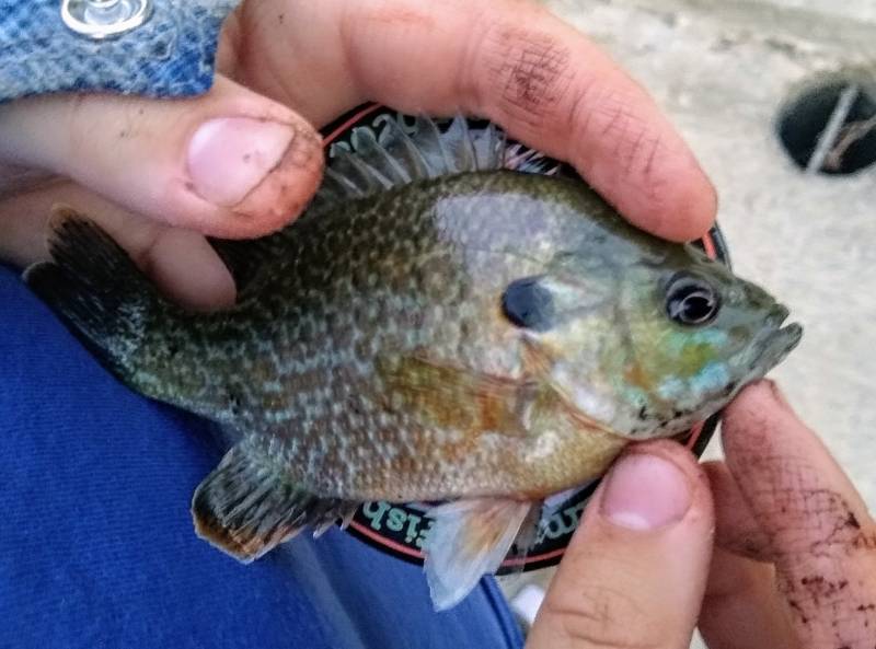 Bluegill in Aurora