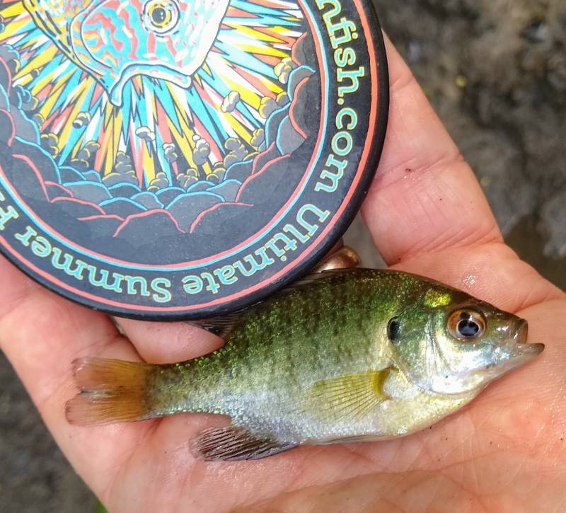 Bluegill in Aurora