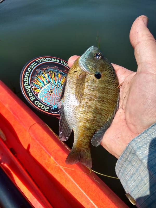 Bluegill in Racine