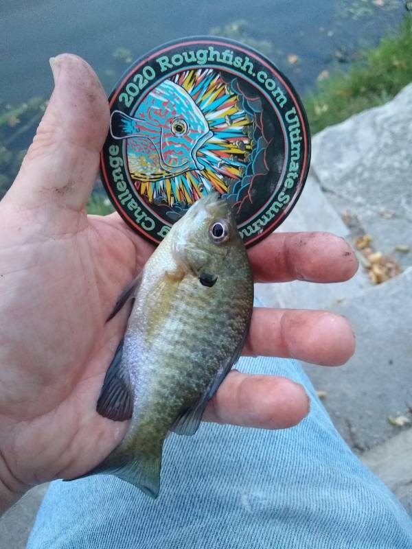 Bluegill in Aurora