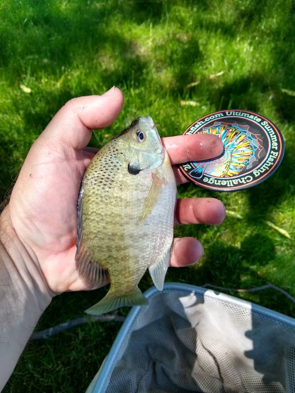 Bluegill in Racine