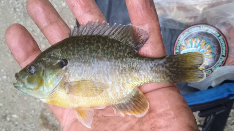 Bluegill in Aurora