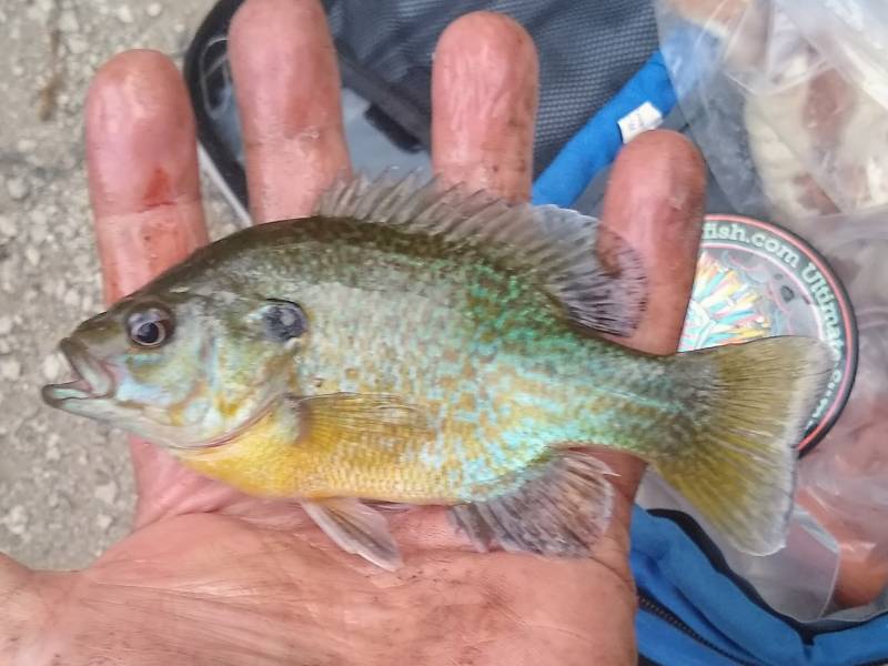Pumpkinseed sunfish in Aurora