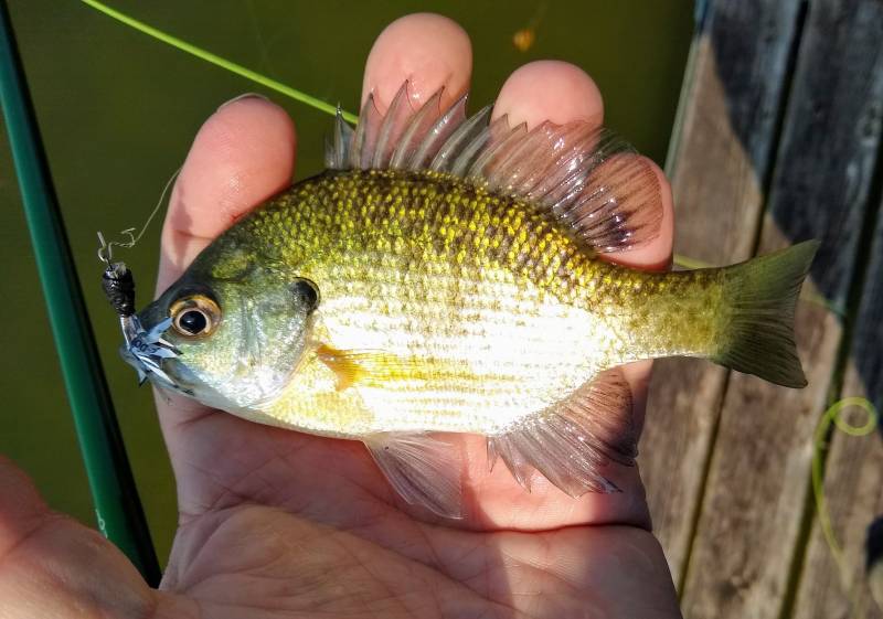 Bluegill in Racine