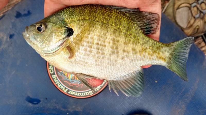 Bluegill in Racine