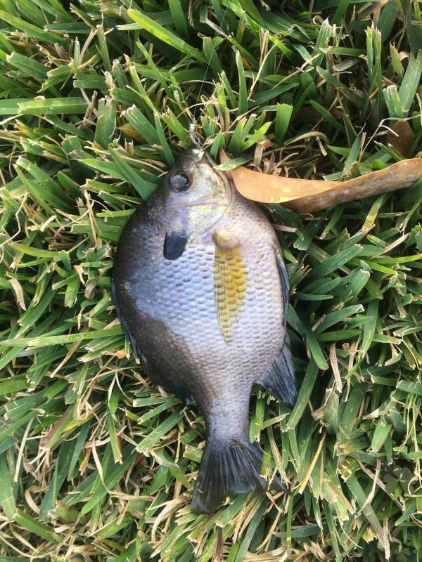 Bluegill in Port Royal