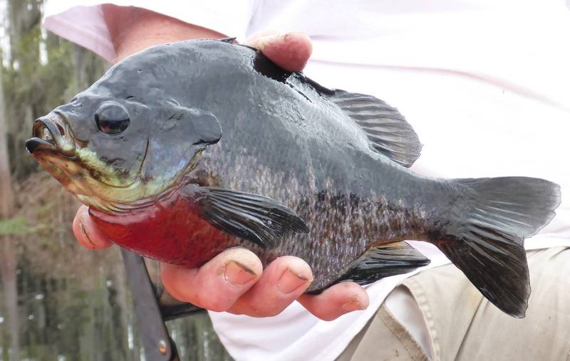Bluegill in Carrabelle
