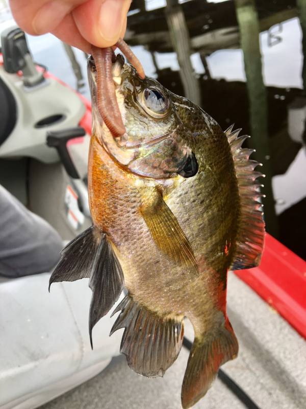 Bluegill in Neptune Beach