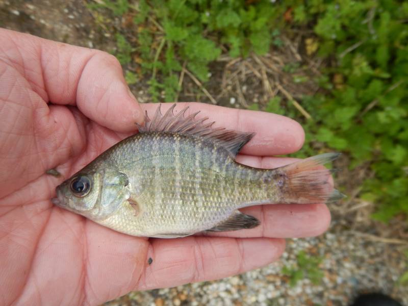 Bluegill in El Campo