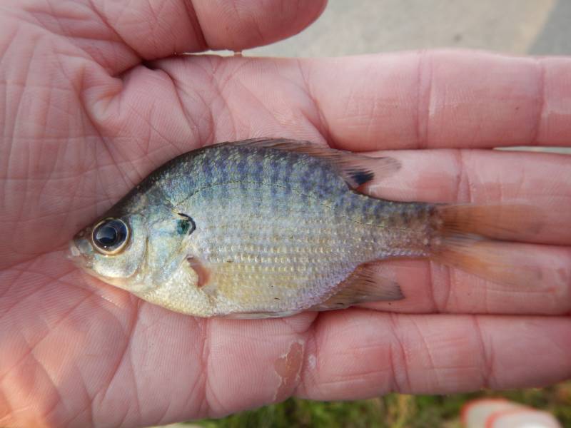 Bluegill in El Campo