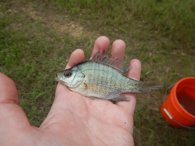 Bluegill in El Campo
