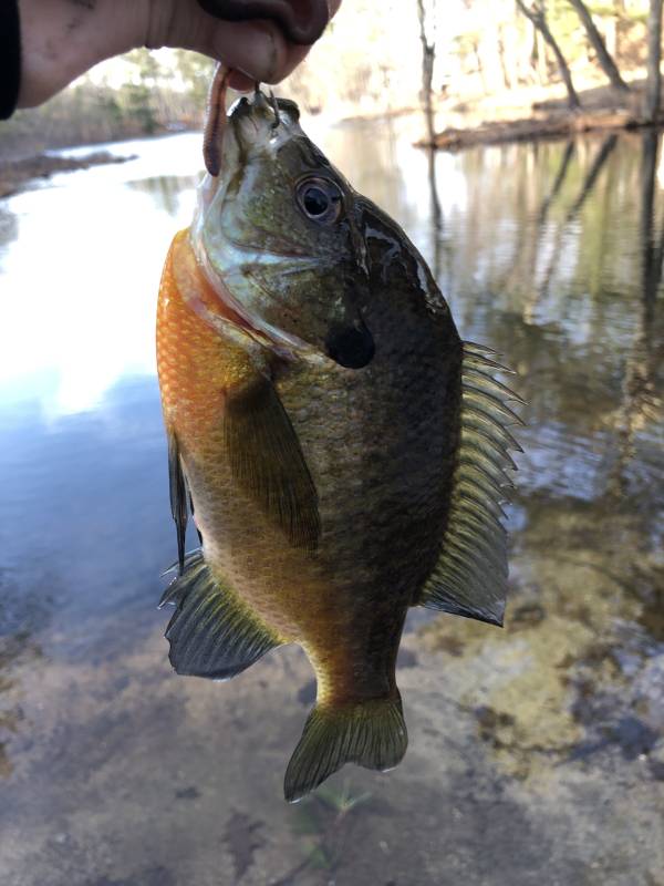 Bluegill in Manchester