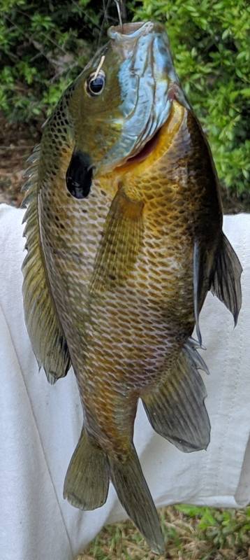Bluegill in Tallassee