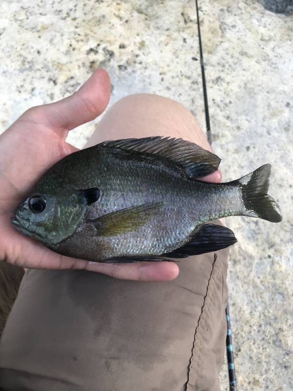 Bluegill in Fredericksburg