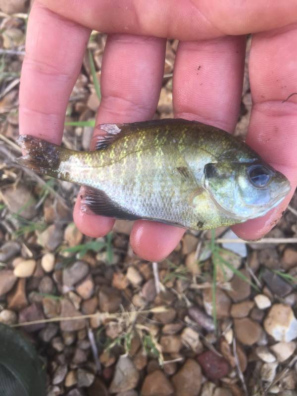 Bluegill in Rector