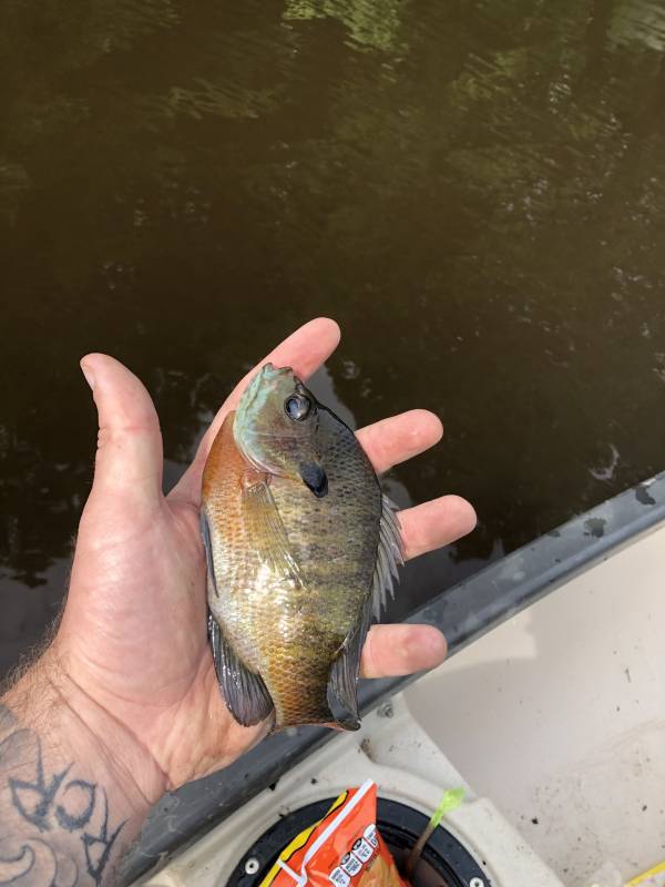 Bluegill in Williamsburg