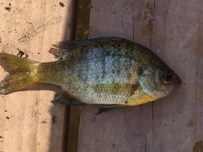 Bluegill in Louisiana