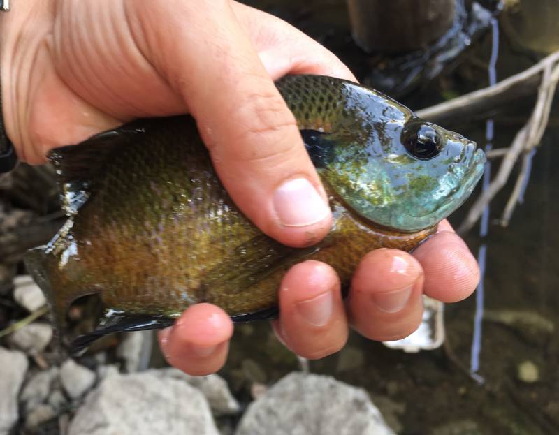 Bluegill in Louisiana