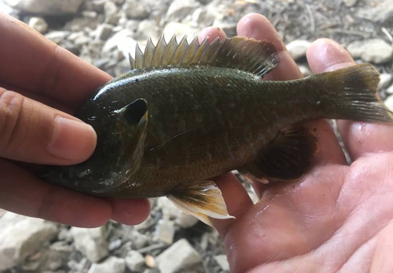 Bluegill in Louisiana