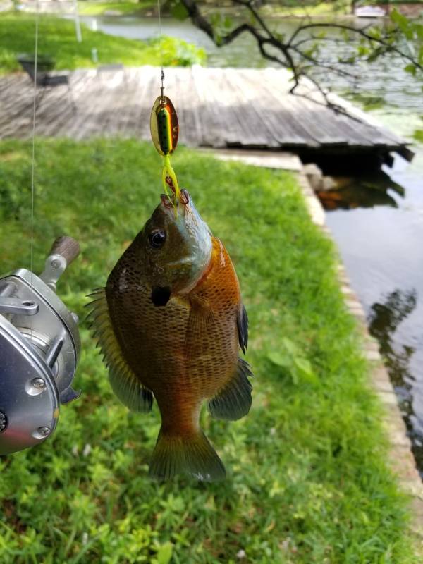 Bluegill in Azle