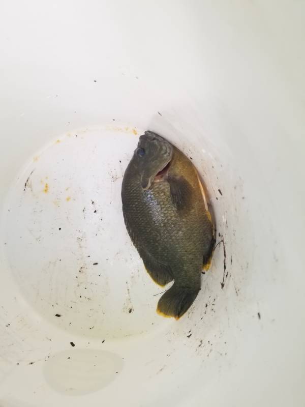 Bluegill in Harrisonburg