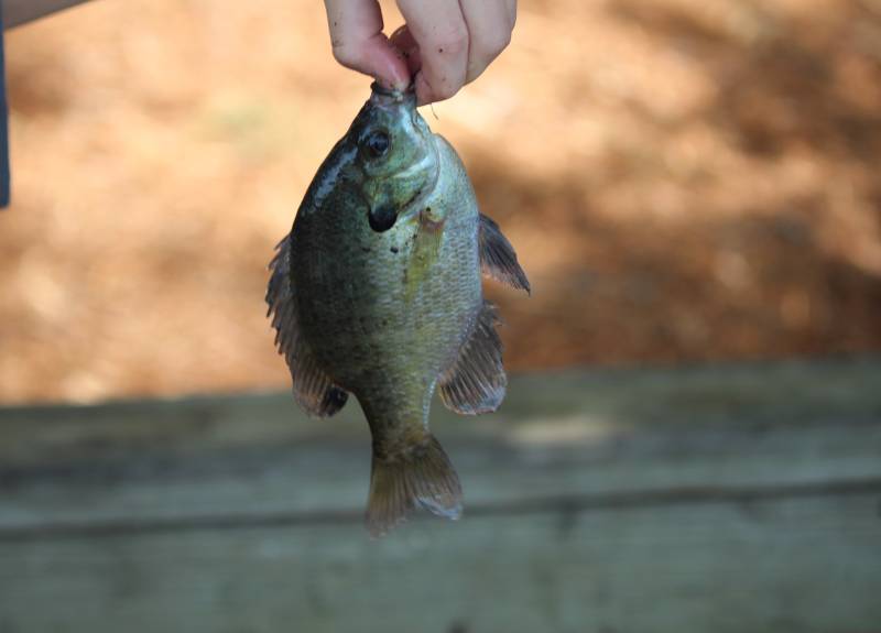 Bluegill in Lillington