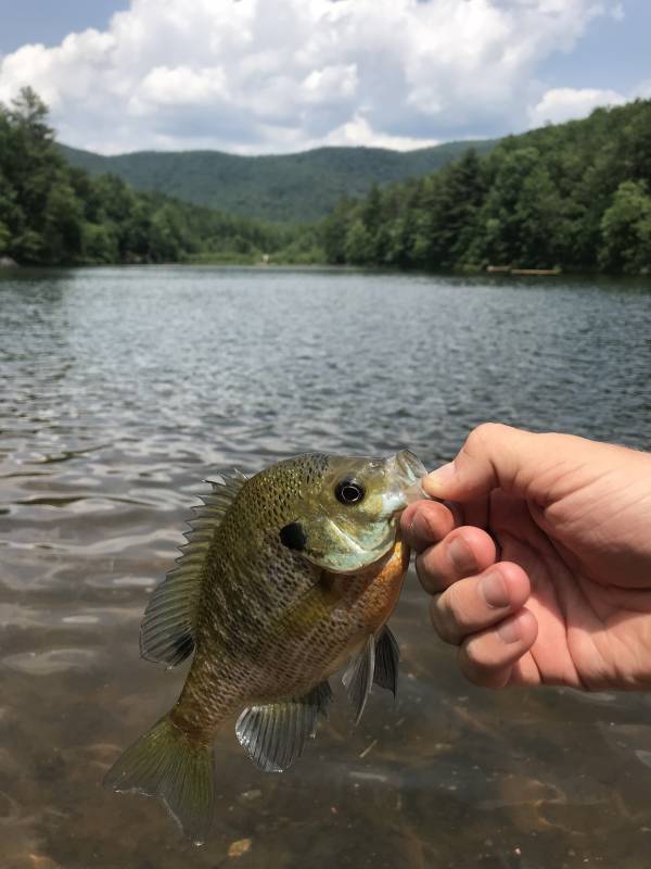 Bluegill in Lumpkin County
