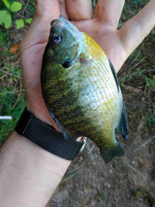 Bluegill in Frederick County