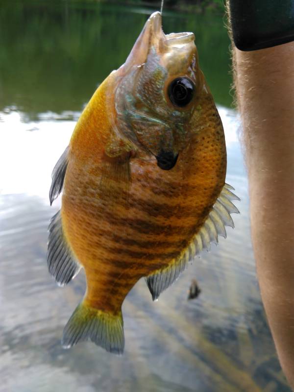 Bluegill in Frederick County