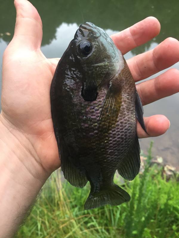 Bluegill in Harrisonburg