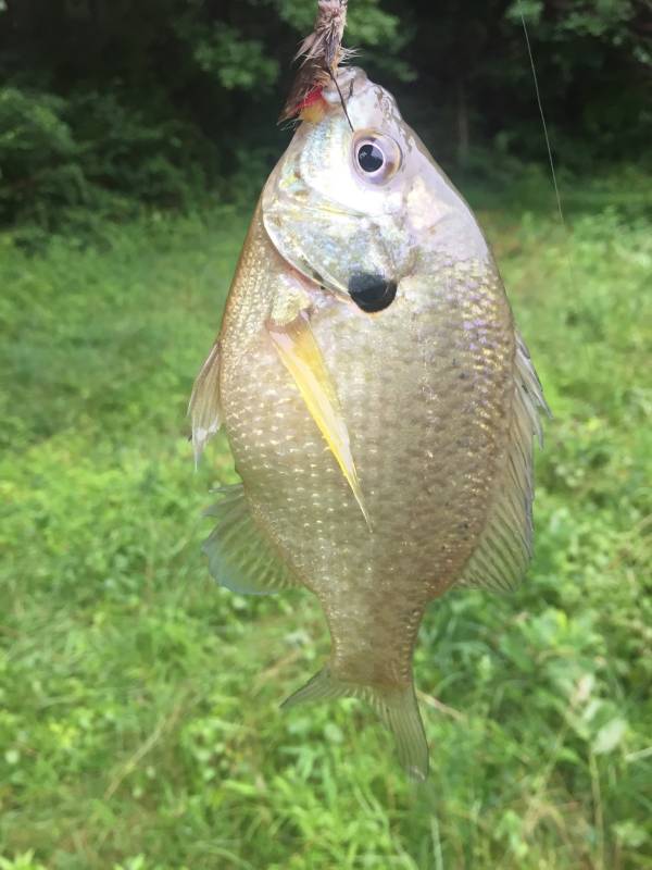 Bluegill in Harrisonburg