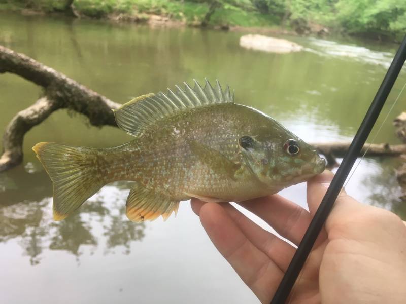 Bluegill in Liberty