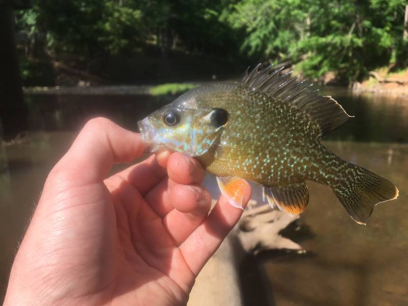Bluegill in Liberty