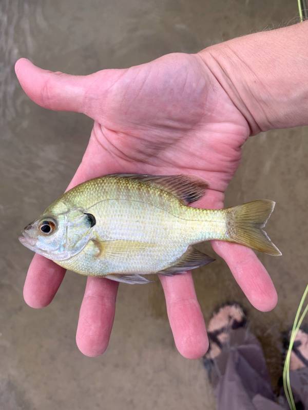 Bluegill in Granite Shoals