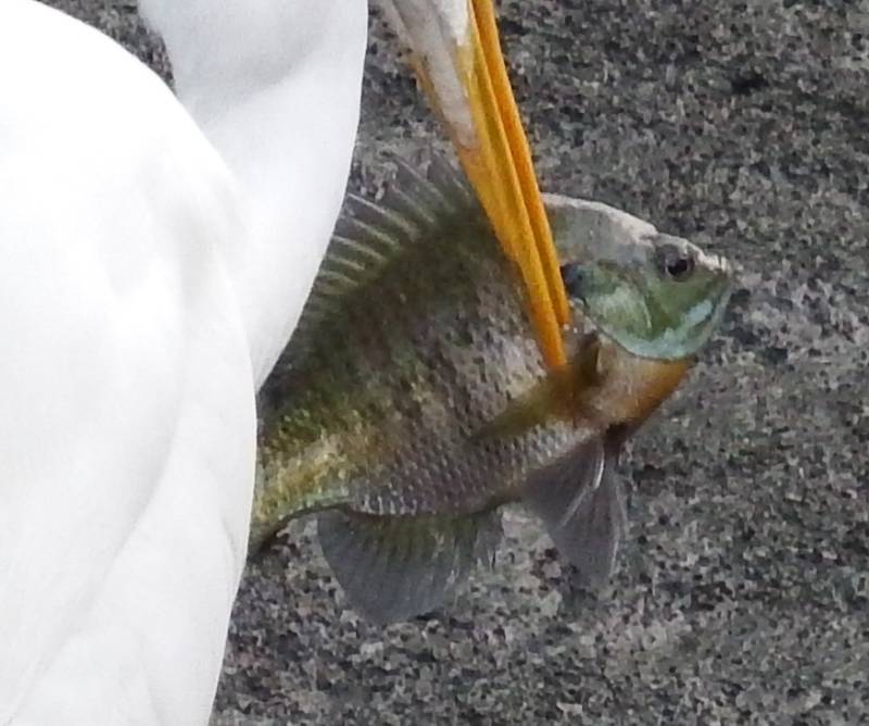 Bluegill in Village of Montebello