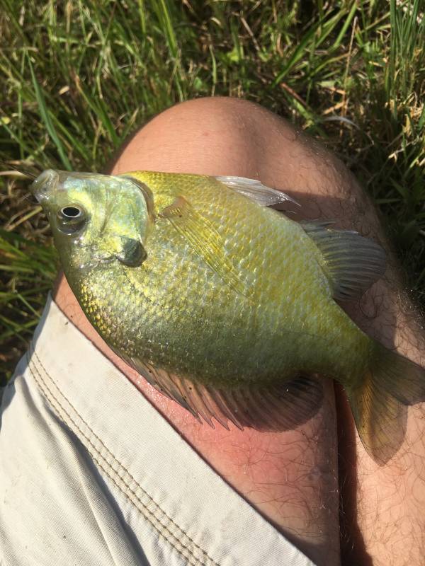Bluegill in Rector