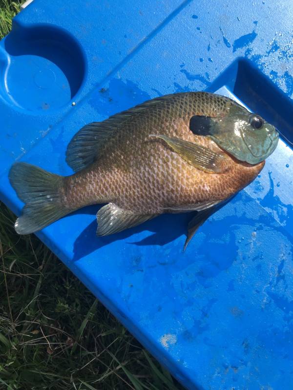 Bluegill in Rector