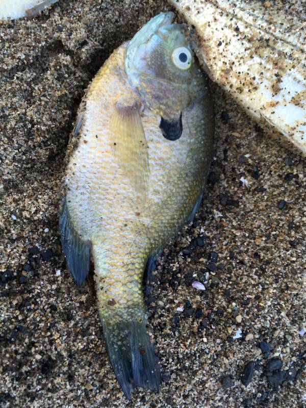 Bluegill in Shively