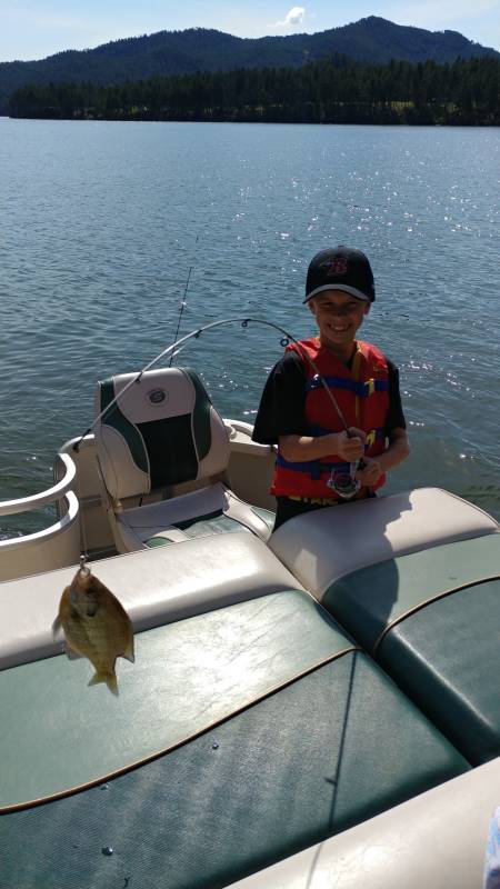 Bluegill in Deadwood