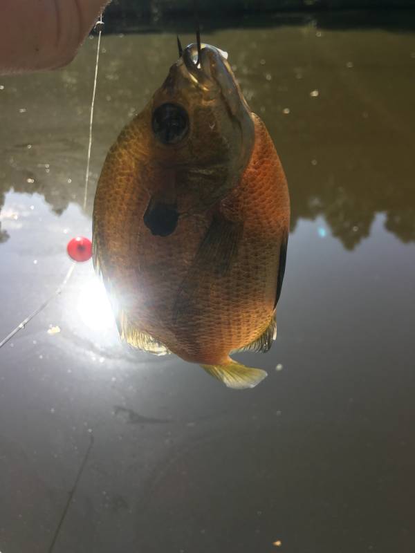 Bluegill in Rector